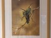26-Rogers-Bee-Eaters